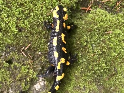 Elkezdtük Annavölgy megújítását